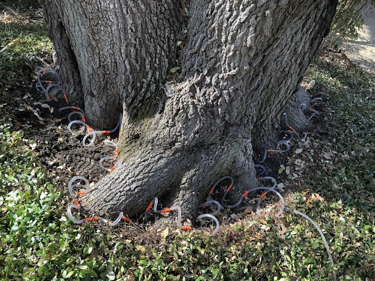 Detailed Tree Cabling and Bracing job site in Wells