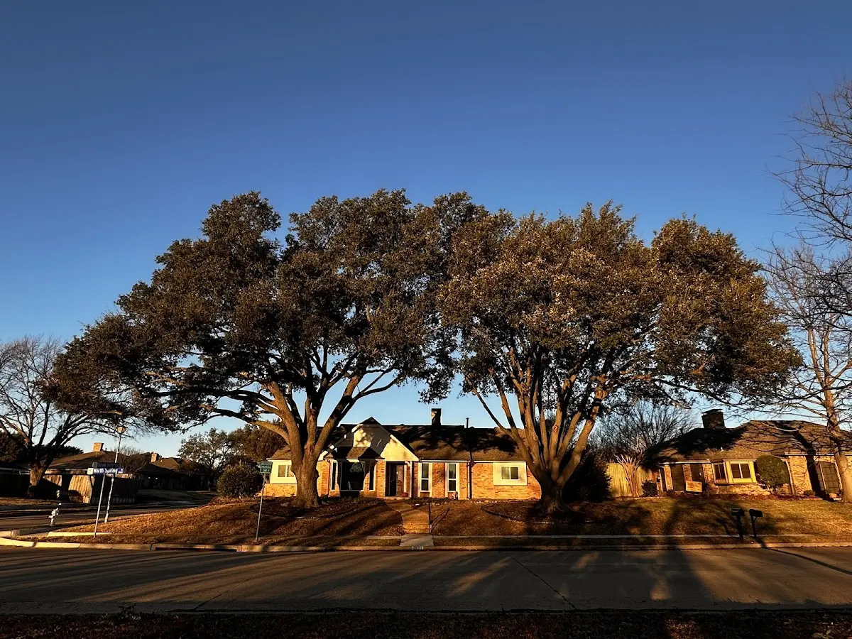 Established residential canopy tree shading a home in Wells